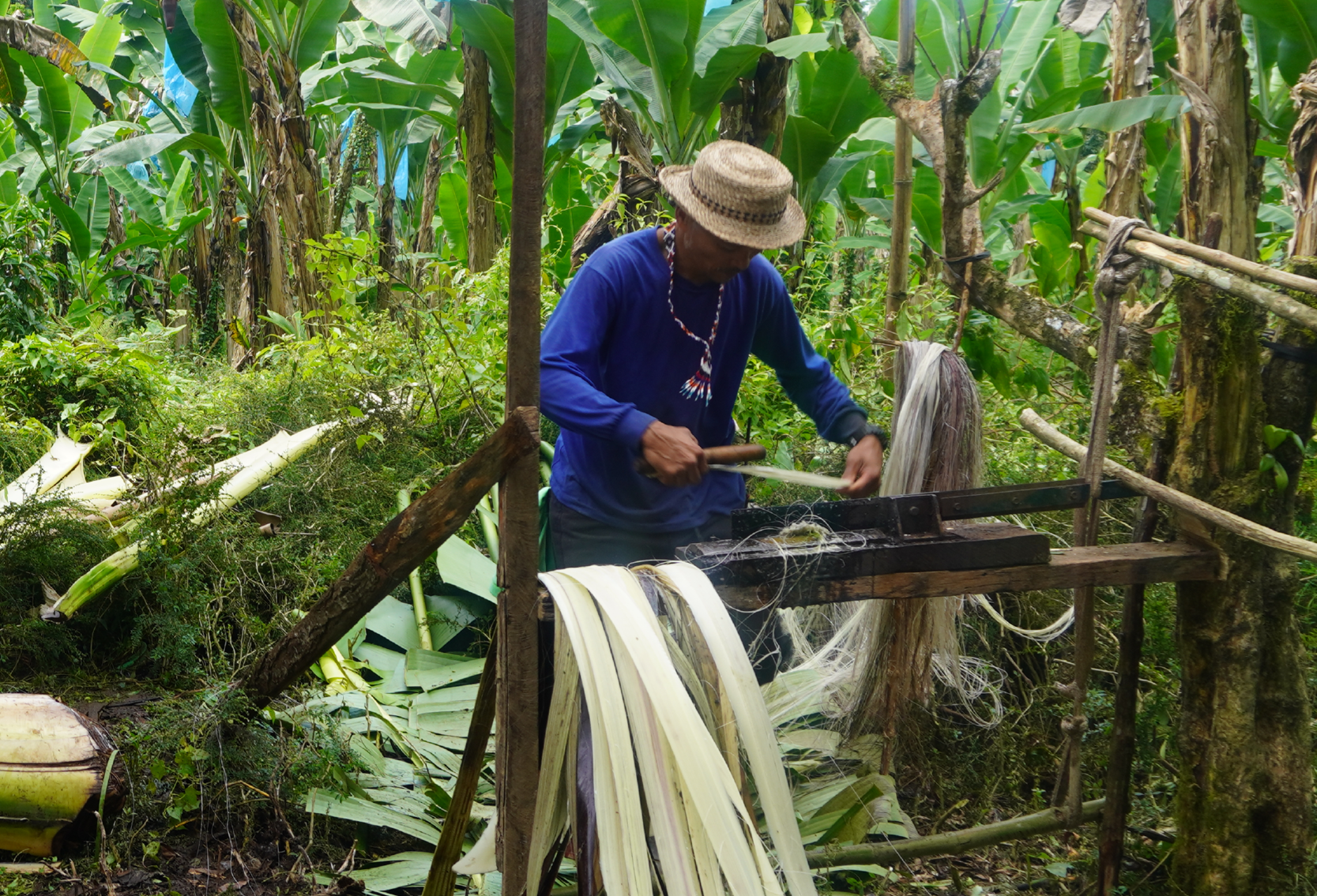 Abaca Planting Philippines