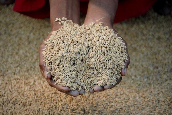 Rice / Maize