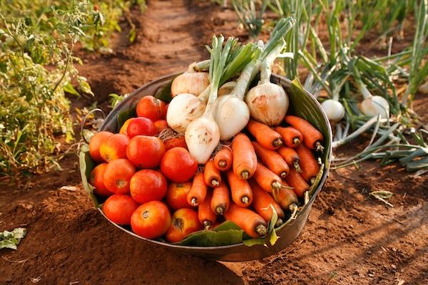 Vegetables & Fruit