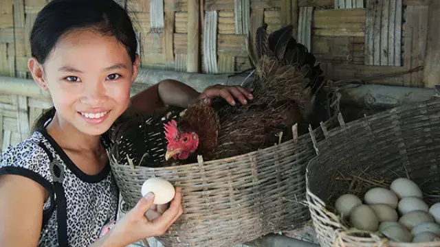 Youth holding egg beside baskets with chicken and eggs