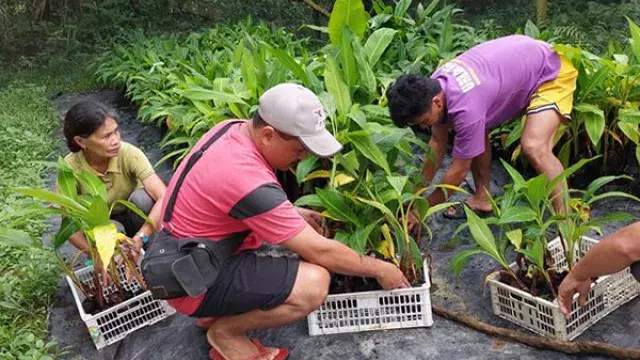 Workers placing banana seedlings into crates outdoors
