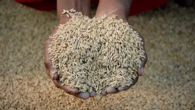 Rice