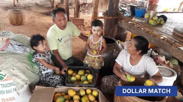 Family sorting mangoes with baskets and dollar match banner